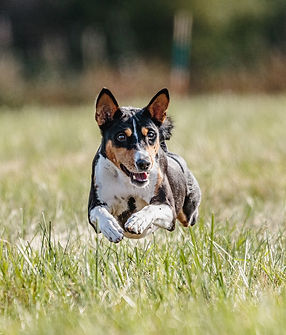 Chien hyperactif- hypersensible