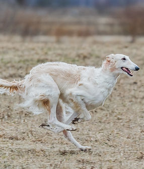 chien hyperactif-hypersensible