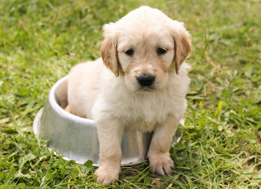 éducation chiot