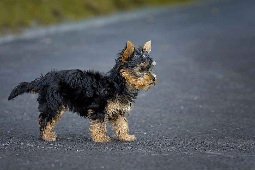 Dangers chien fugueur