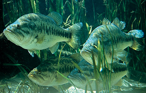 03fishstocking-660x420.png