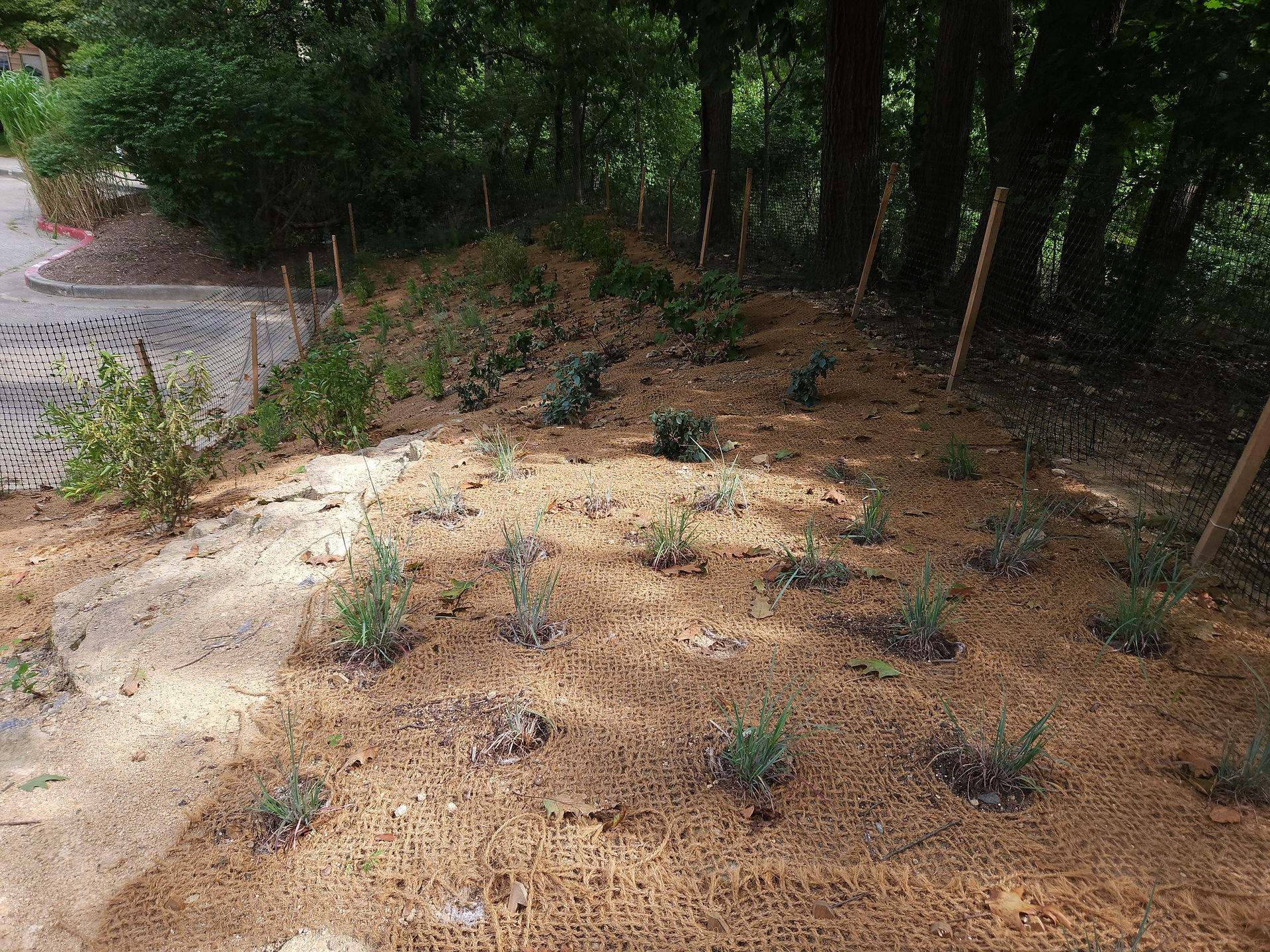 Side view of Bayscape, a view of newly installed plants within coir matting