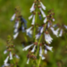 Lyreleaf Sage