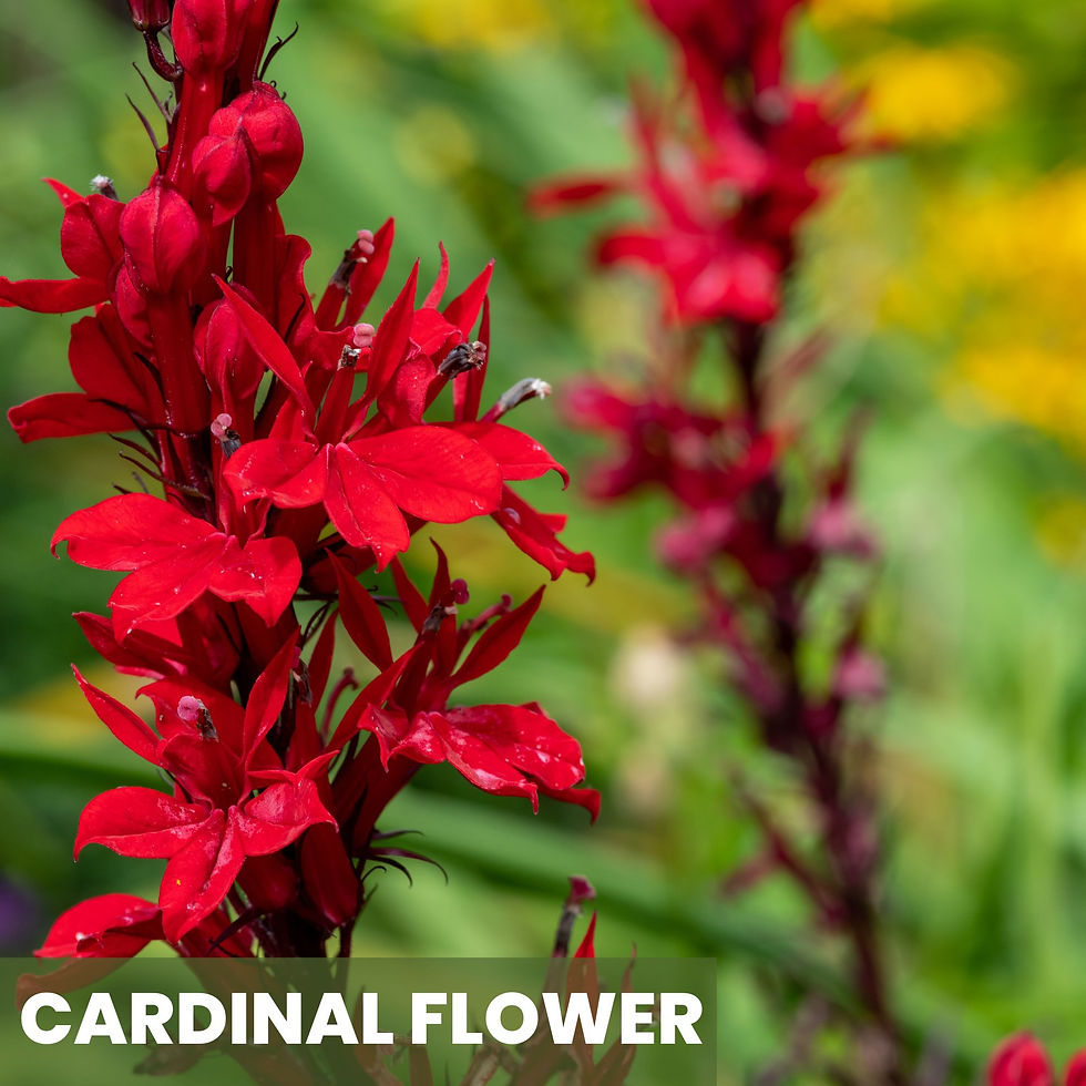 Thumbnail: Part-Shade Pollinator Power Pack