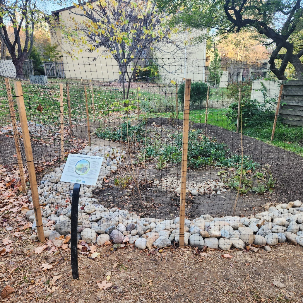 Garden bed with rocks and new plantings surrounded by temporary fencing behind a small sign