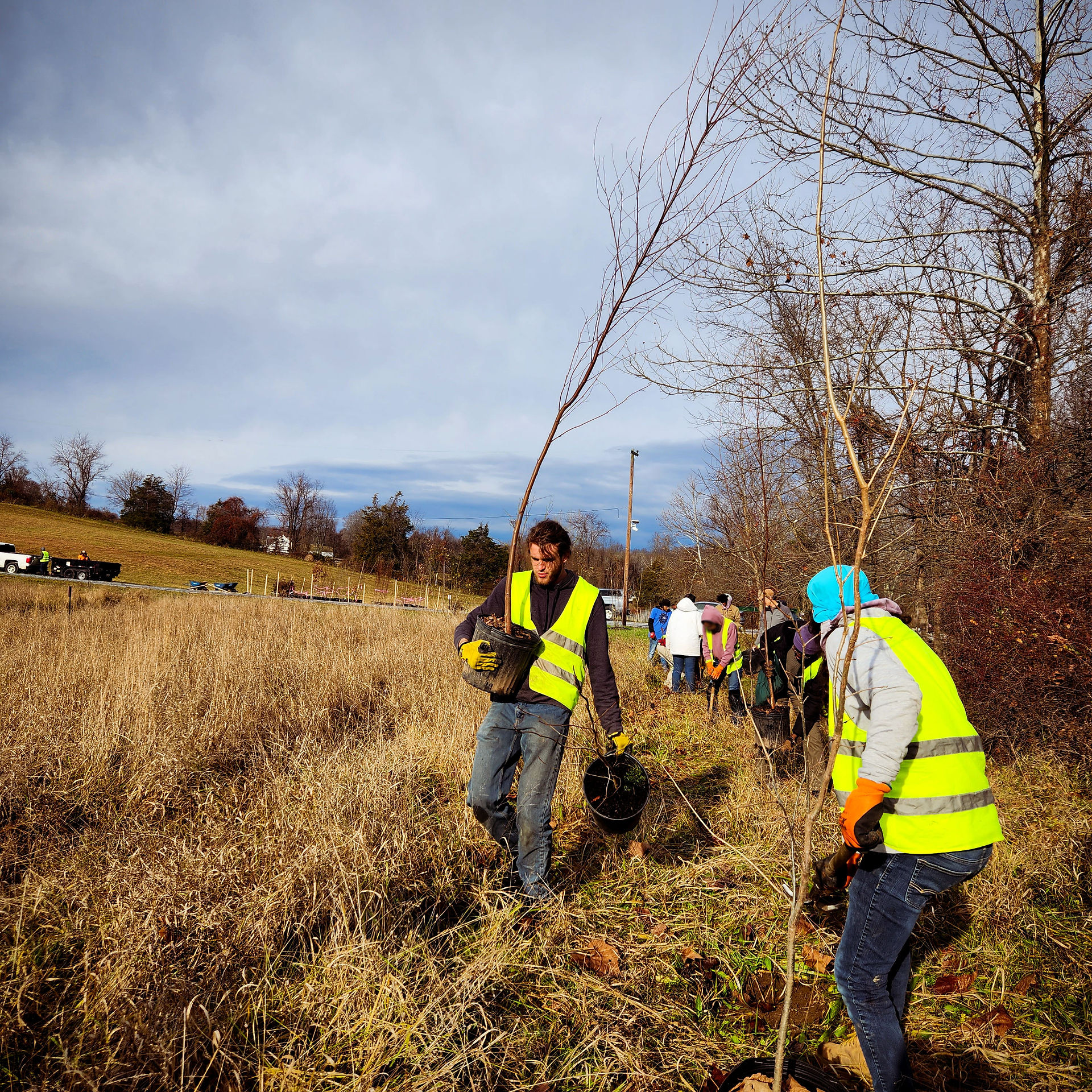 Crew hauling tree saplings in pots
