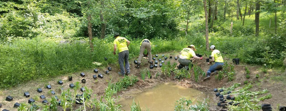 Crew installs native plants from pots into area surrounding vernal pool