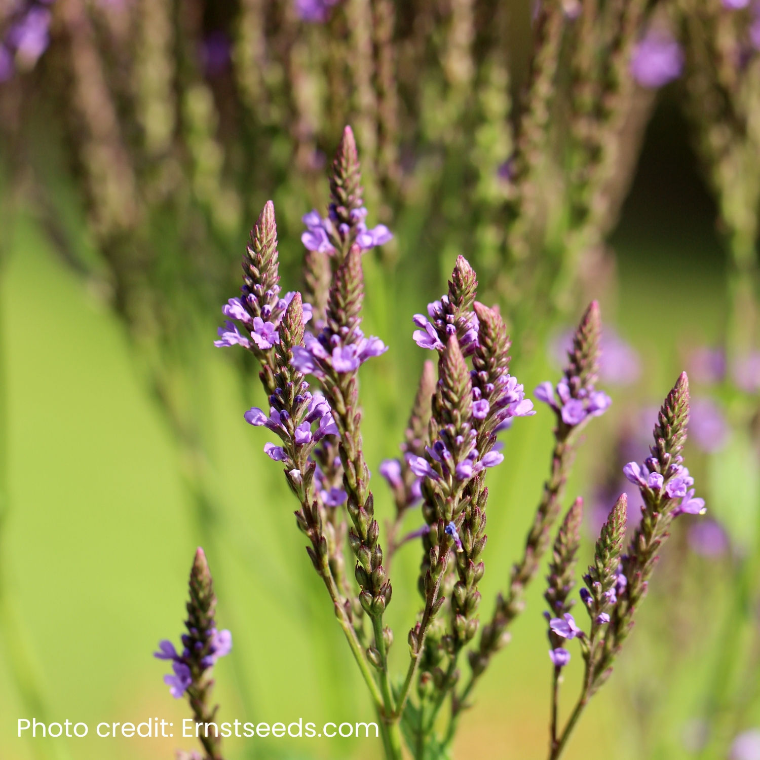 Blue Vervain