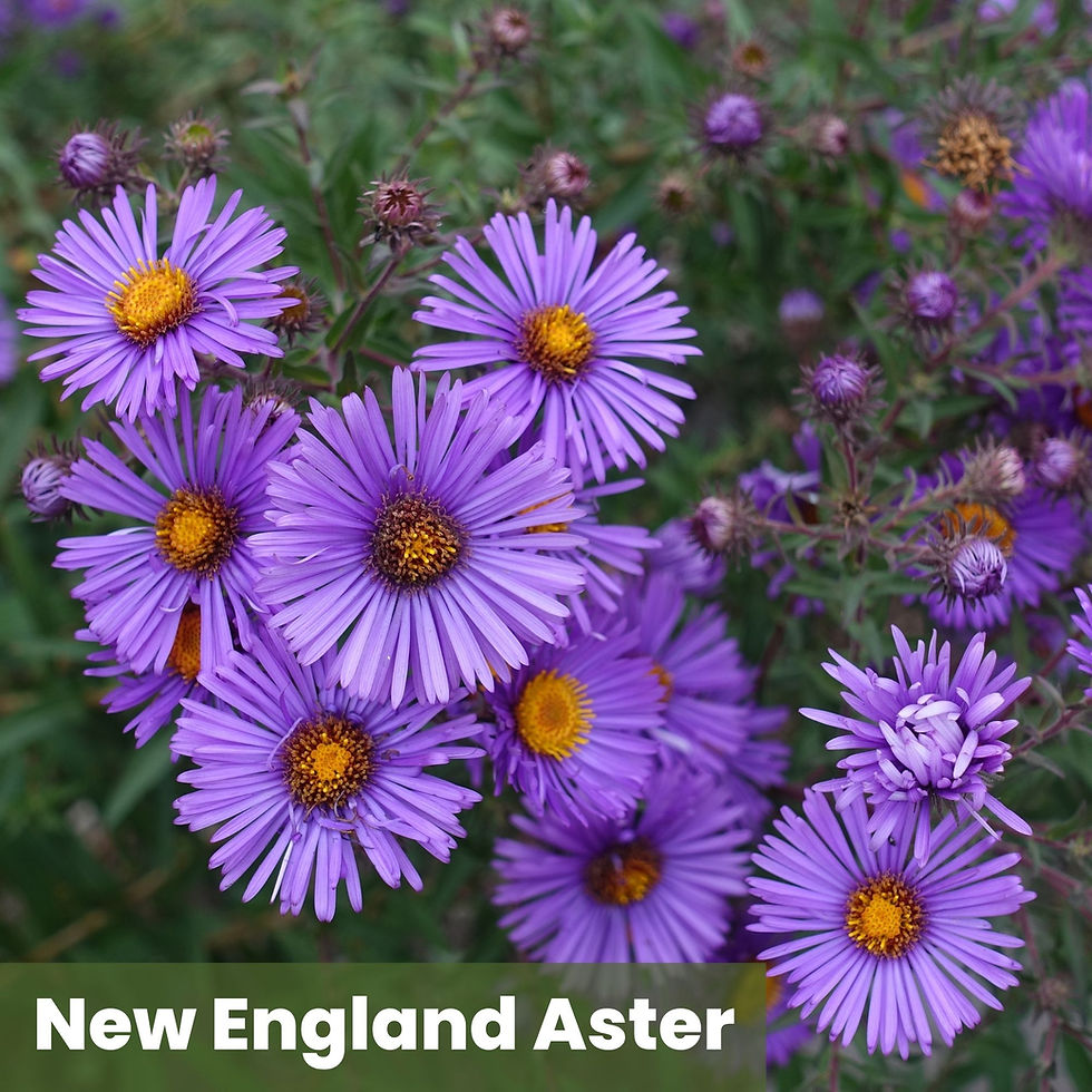 Thumbnail: Sun Pollinator Power Pack