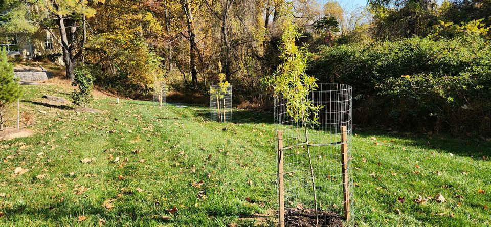 Native Trees planted at Stonebrook Community, 3 in a row in view