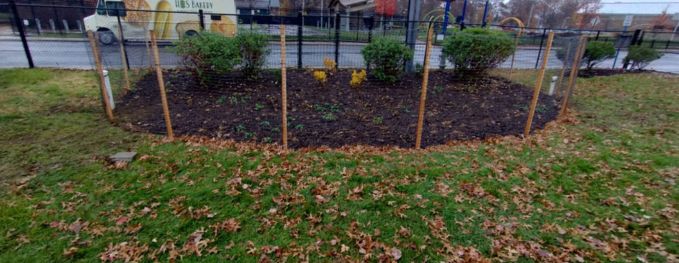 Pollinator garden bed with new plantings surrounded by a temporary fence
