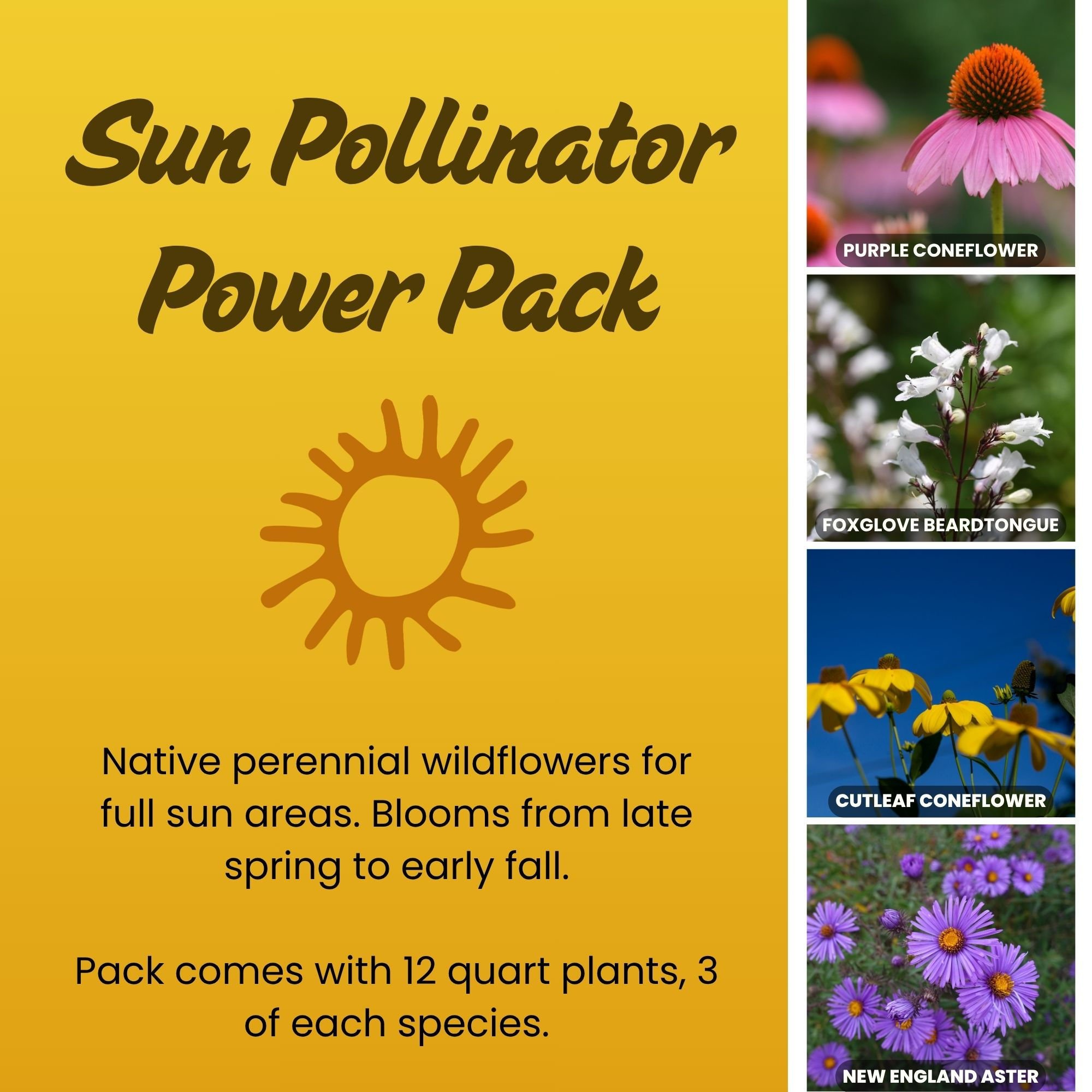 Sun Pollinator Power Pack