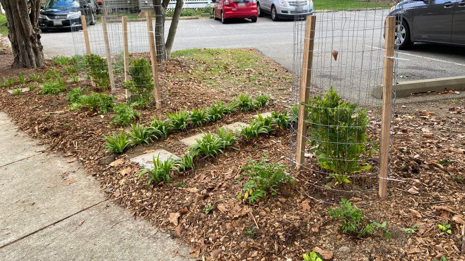 Native shrubs in cages at Little Patuxent Community HOA