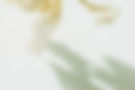 An abstract background with shadows and petals