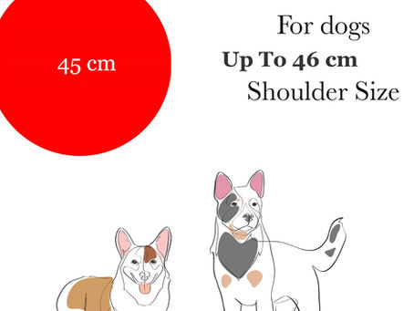 Herding Ball for Corgis: An Honest Owner's Guide (Australia)