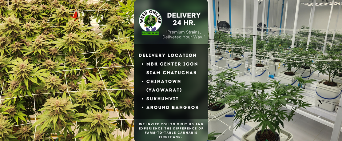 weed delivery near MBK SIAM SILOM Bangkok
