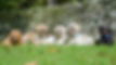Jack, Jojo, Kayla, Kowhai and Katie (6).jpg
