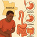 Principais doenças do trato gastrointestinal em Angola