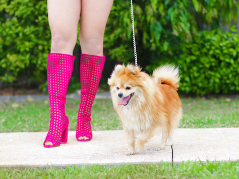 Fuchsia Knee High Boots
