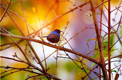 black-throated-sunbird-g6e6bb4951_1920