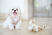 Perro y zapatos de la novia