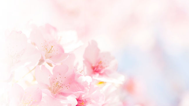 Cherry Blossom.jpg