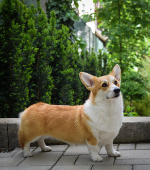 B45EA520-8D97-4A32-9C28-6F7CAE43D9D2.jpeg