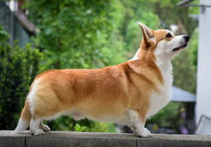 4CF020DF-71EA-4FFE-928A-24865C174165.jpeg