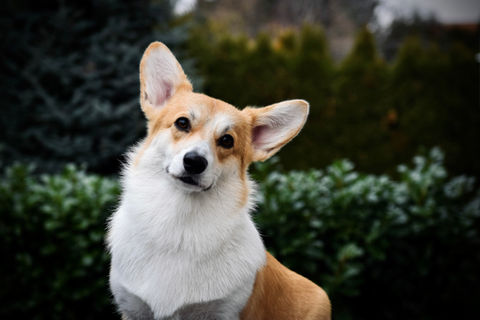227A0ABF-F2C3-423F-98C2-438A0933F1D1.jpeg