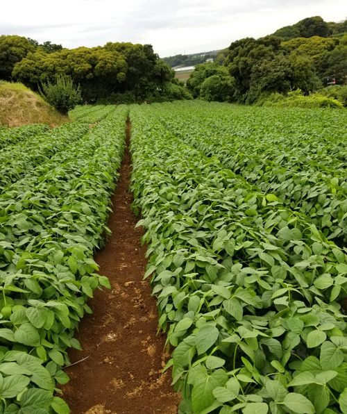 元気の源 枝豆生産畑