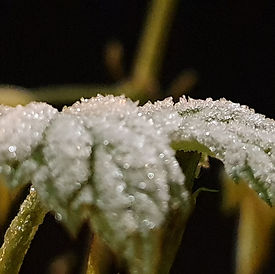 20201126_060210.jpg