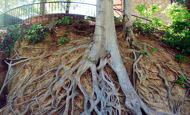 nutrition help ibs pms hormones