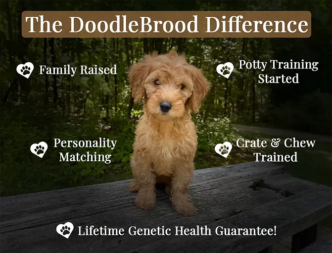 The DoodleBrood Difference.webp