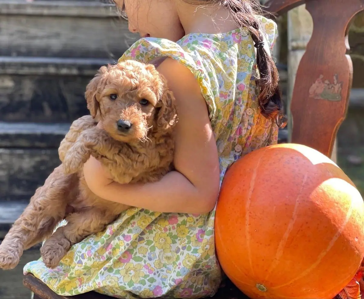 Goldendoodle puppy
