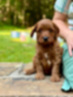 Daisy 2 - 6 weeks