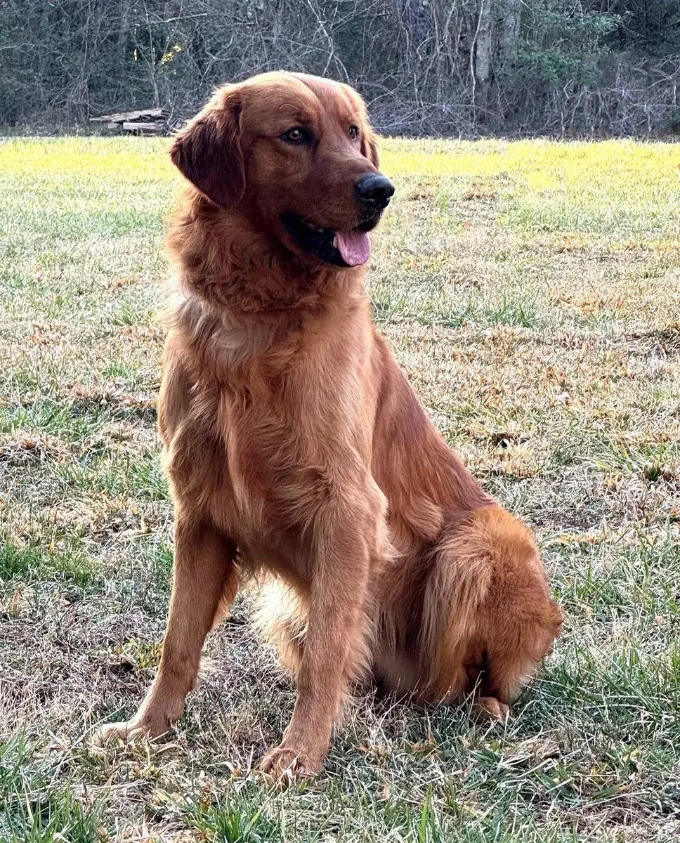 Winston