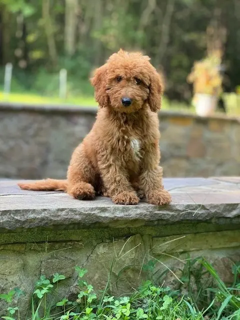 Goldendoodle puppy on the grass
