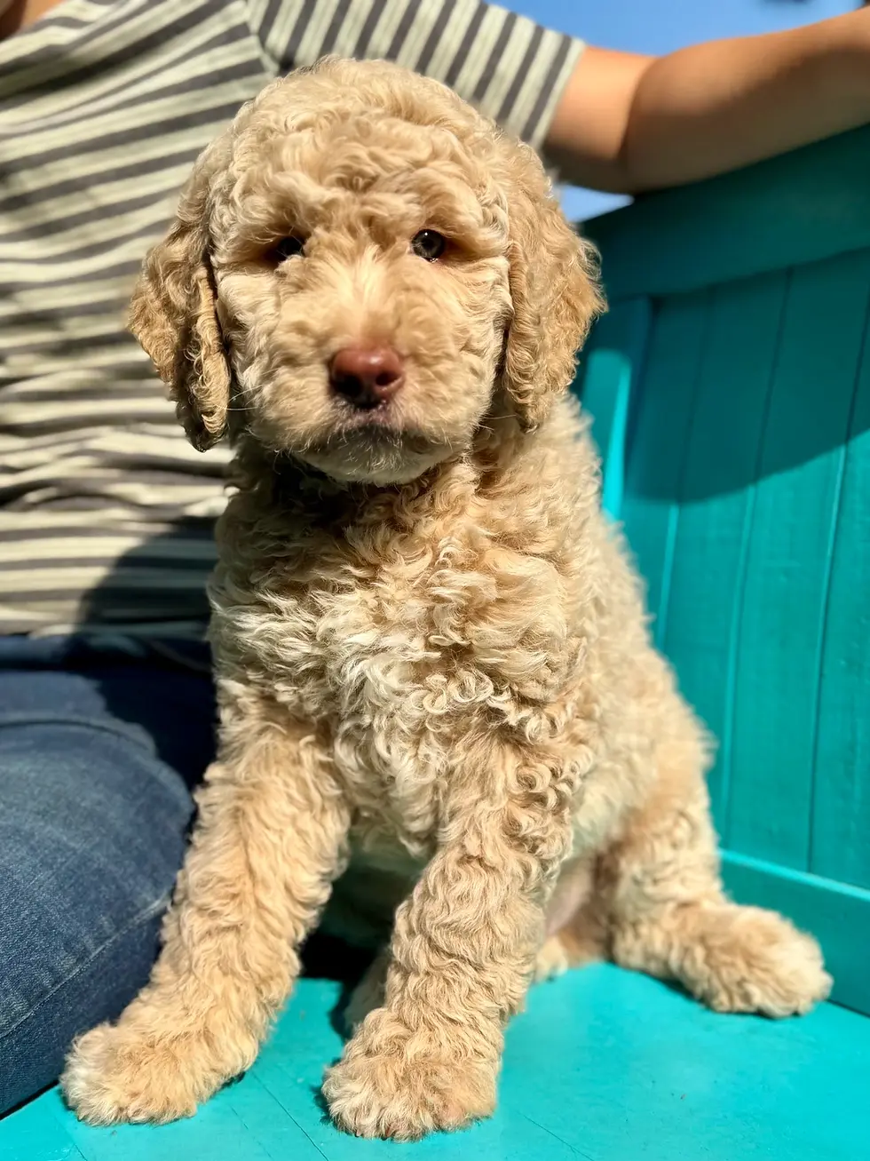 Benji 3