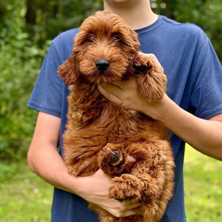 Daisy held by one of our kids