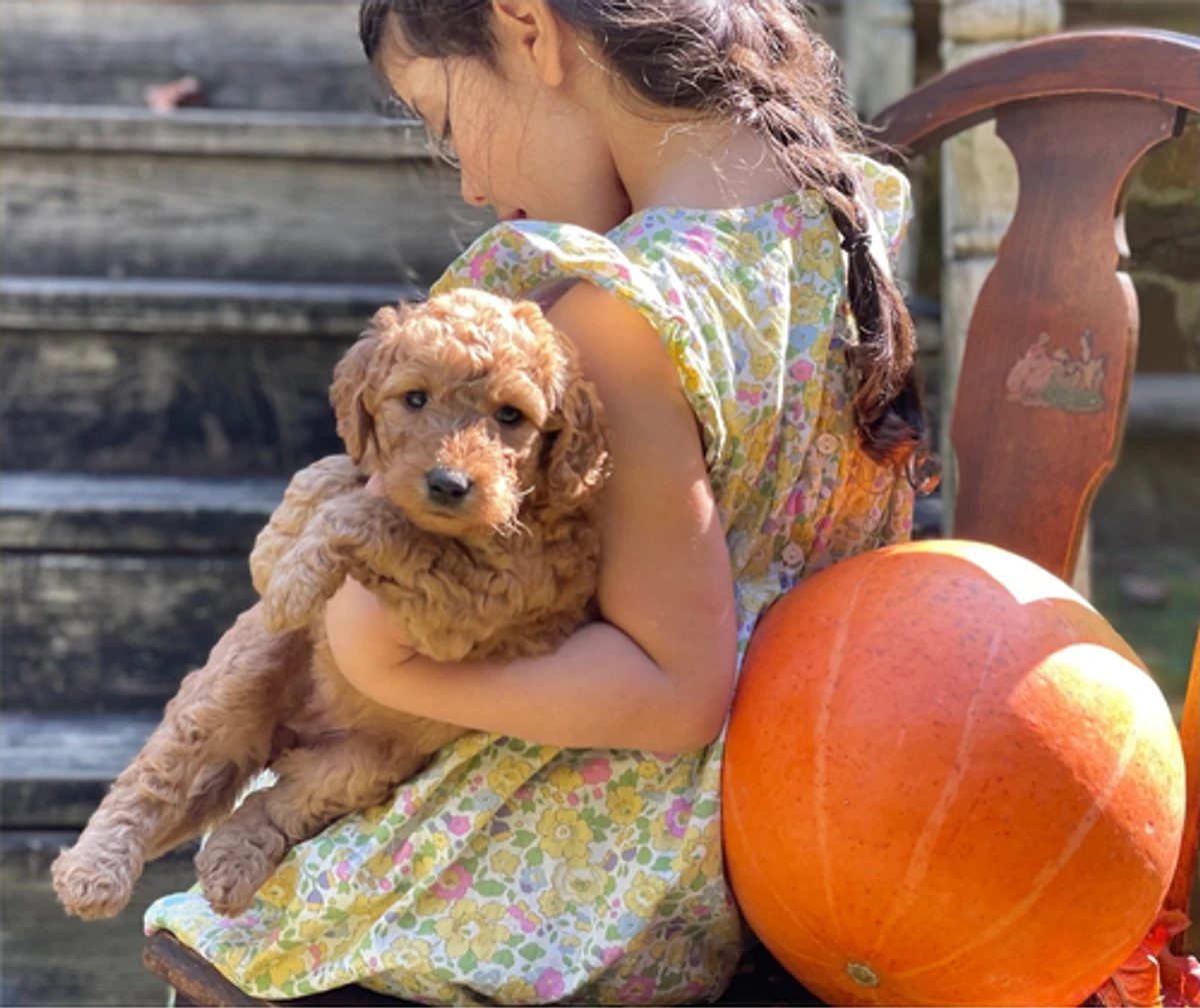 A red Goldendoodle puppy hugged by one of our kids beside a pumpkin