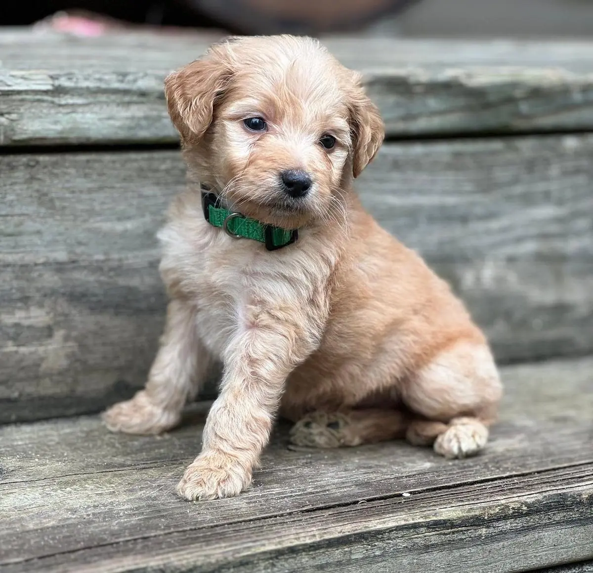 Freshly groomed Goldendoodle