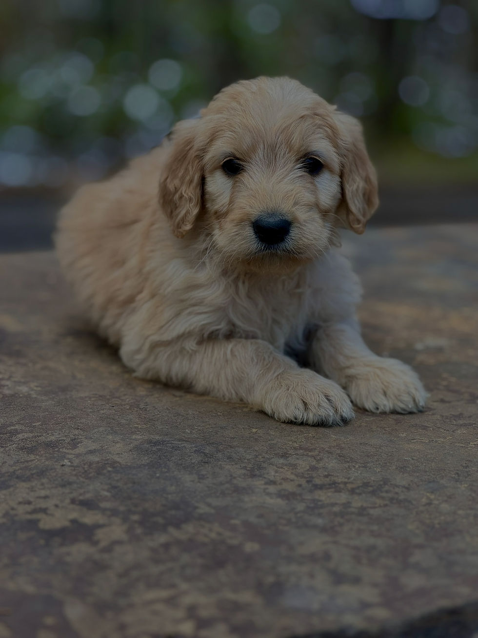 Jessie 2 - 6 weeks_edited