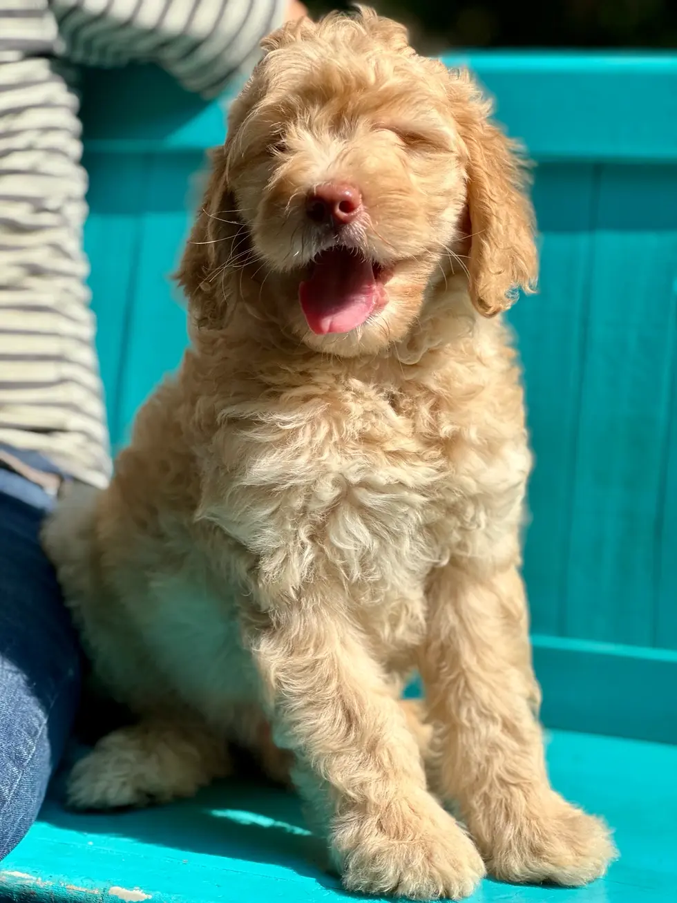 Hank 1