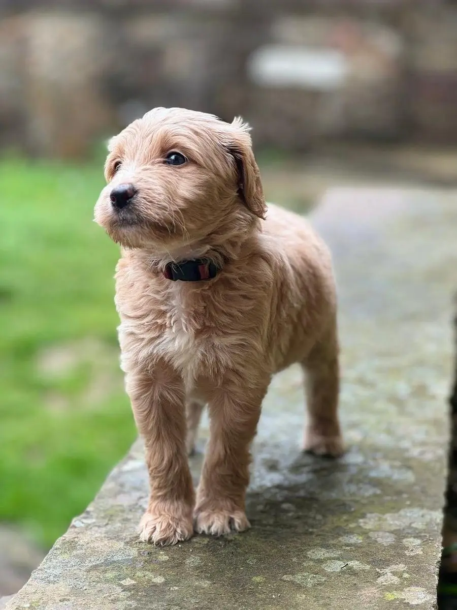 Goldendoodle puppy resting outdoors