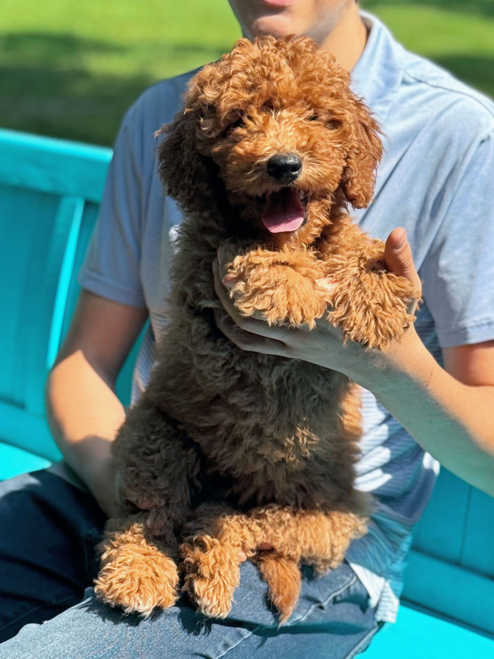 Duchess 3 - 12 weeks