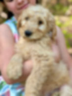 Rex 1 - 9 weeks