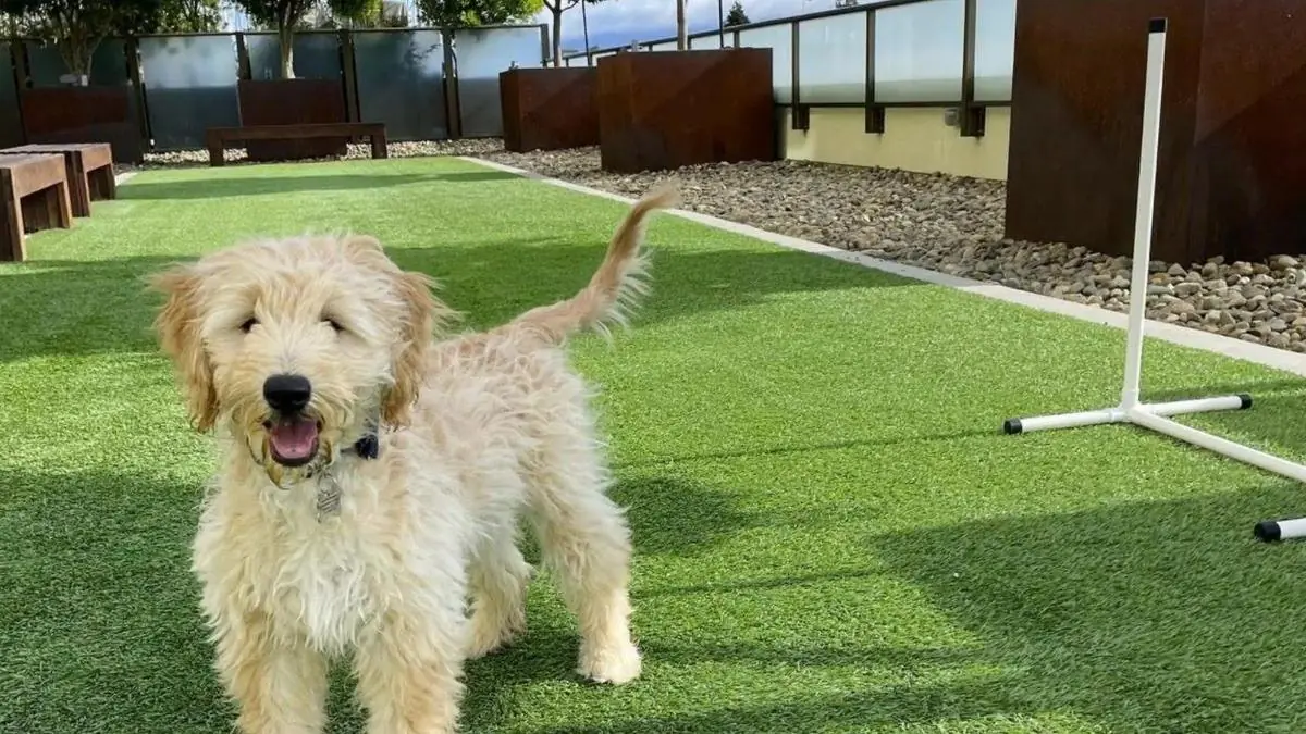 Play A Year in the Life of a DoodleBrood Pup