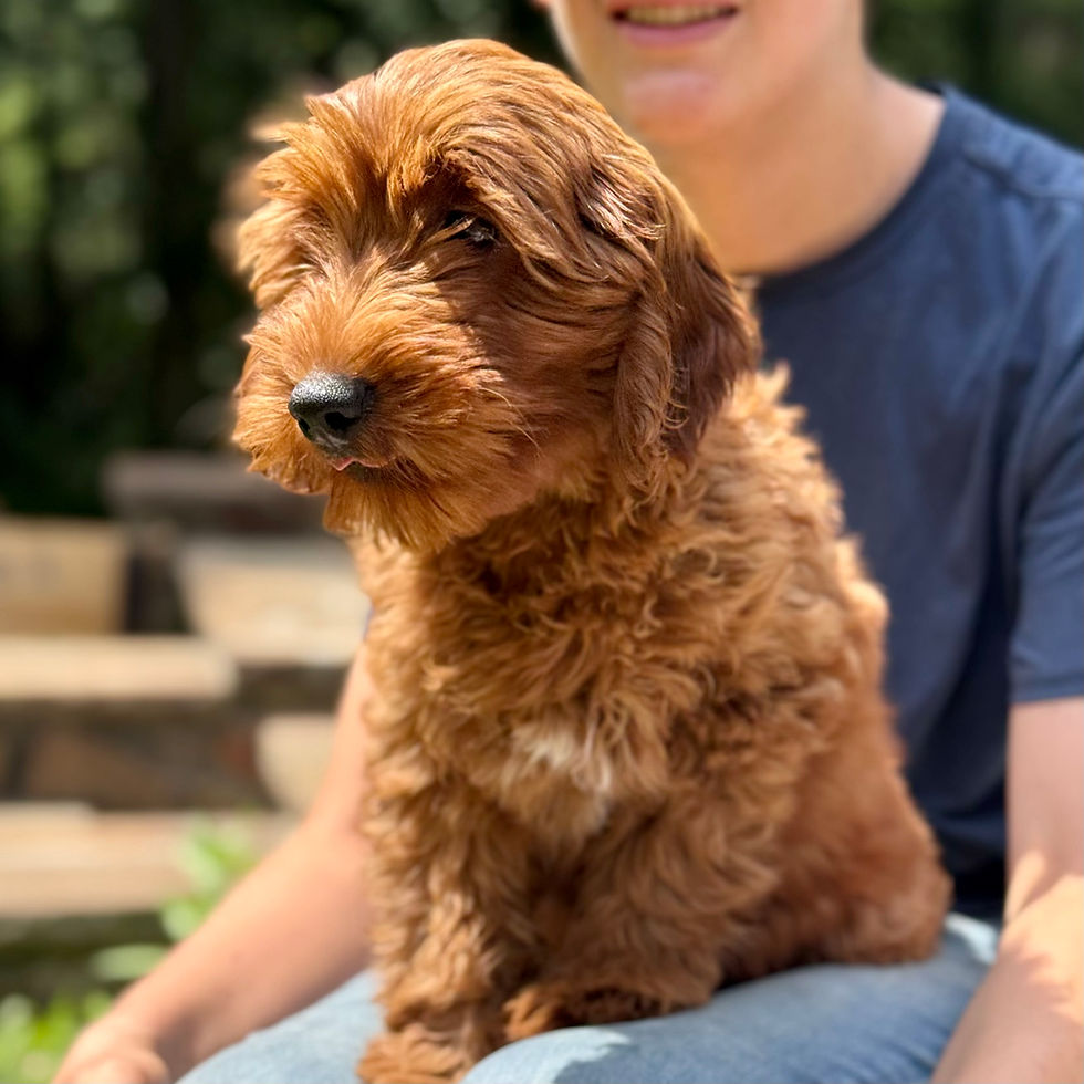 Daisy 2-13 weeks