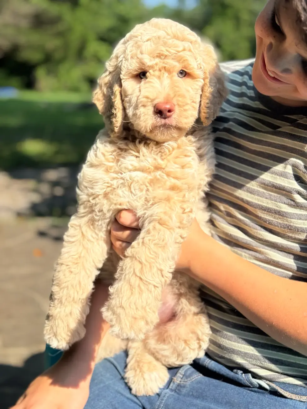 Benji 1