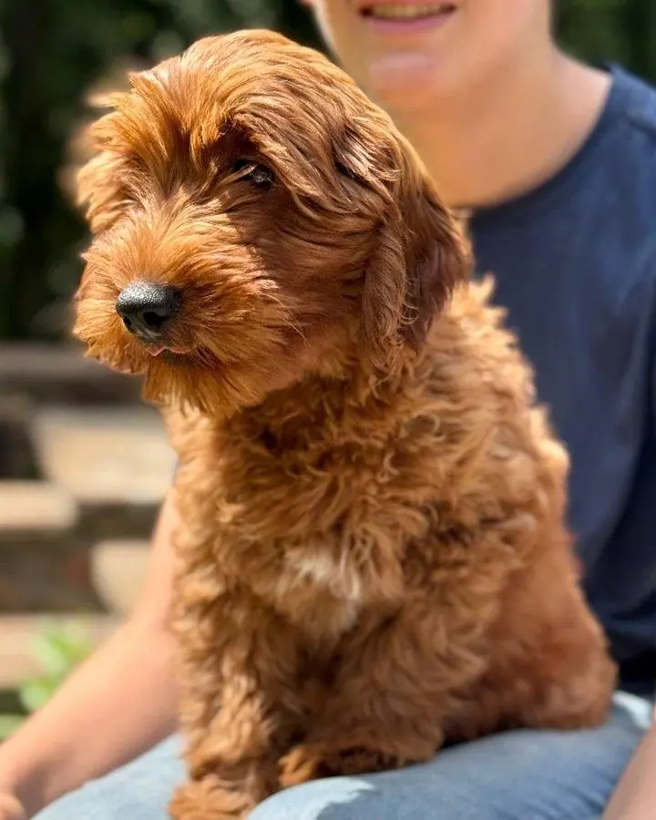 Daisy